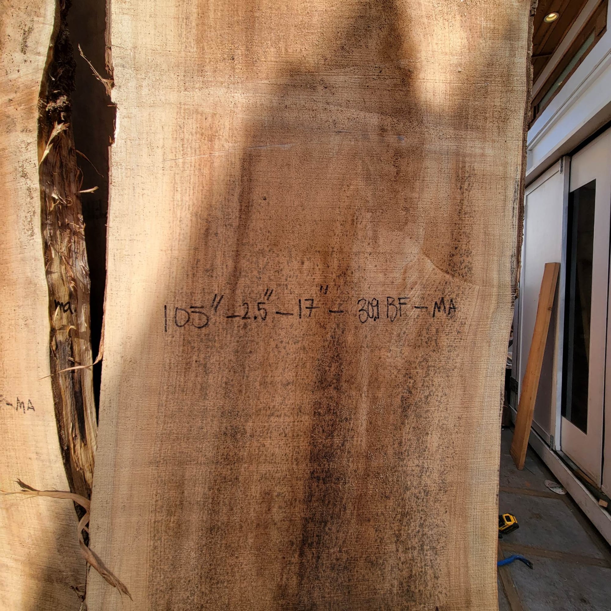 Big Leaf Maple
